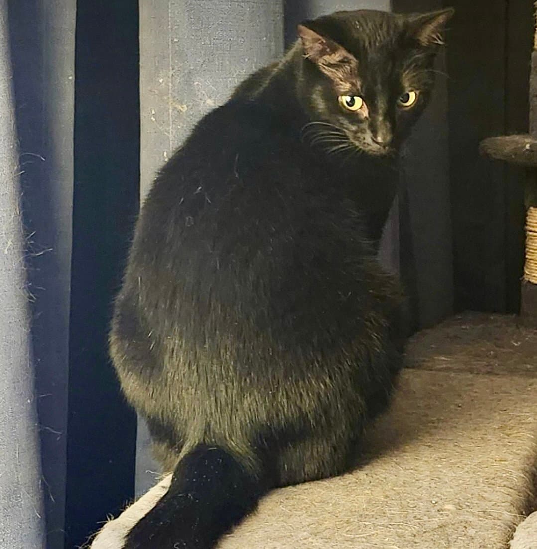 Raven (aka Sammy Joe)
