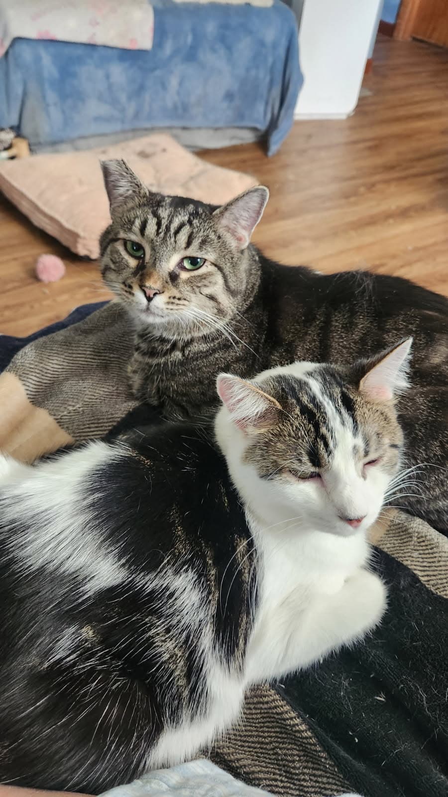 Oakley (bonded to Spaghetti)