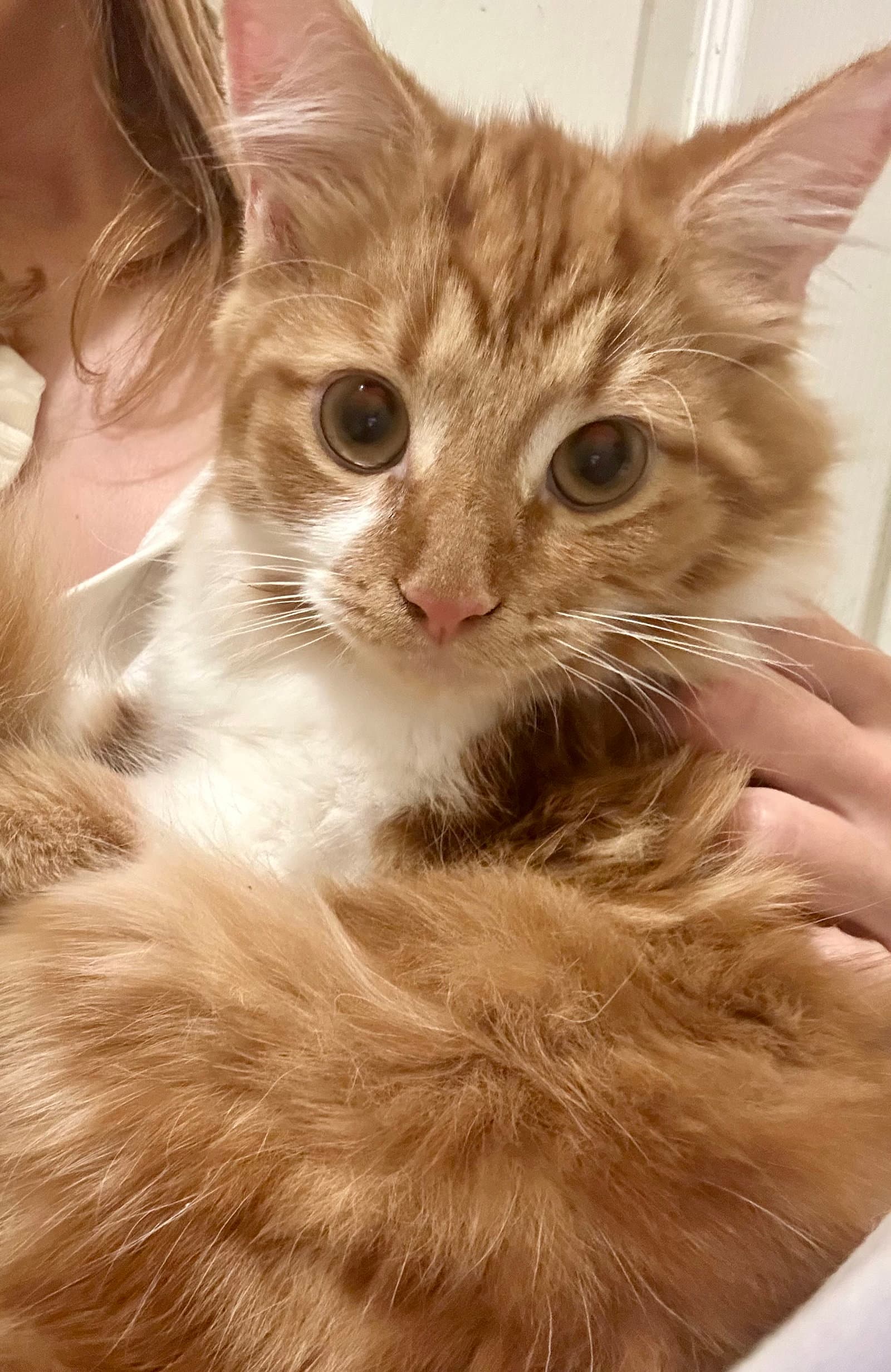 Creamsicle (bonded to Rainbow Pickle)