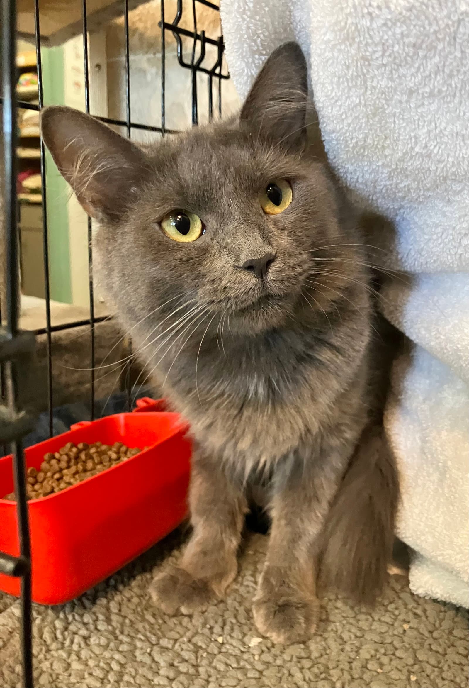 Sophia (bonded with Dorothy)