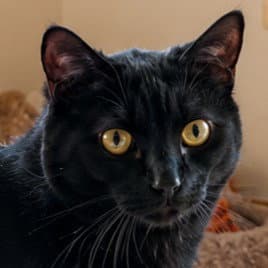 Dotty - Adopt Me!