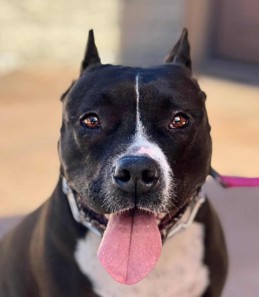 Rosie - Adopt Me!
