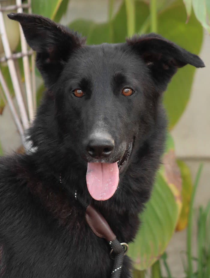 Meg March (Courtesy Post) - Adopt Me!