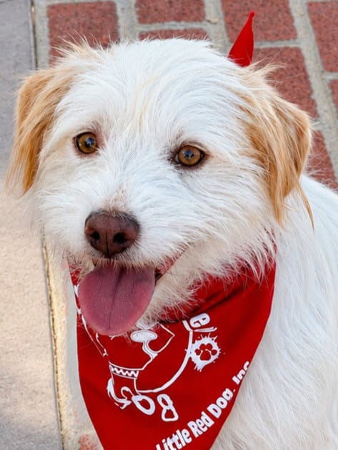 Benji - Adopt Me!