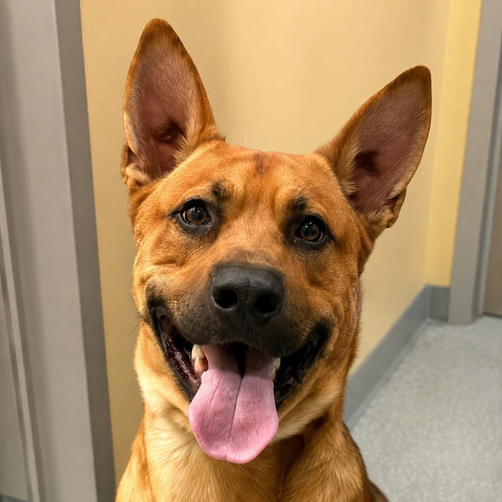Frankie (Courtesy Post) - Foster or Adopt Me!