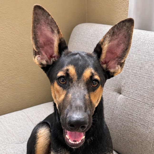 Huxley - (Courtesy Post) Foster or Adopt Me!