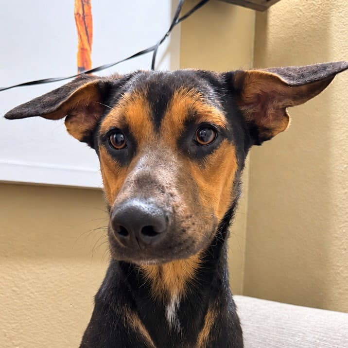 Nash (Courtesy Post) Foster or Adopt Me!