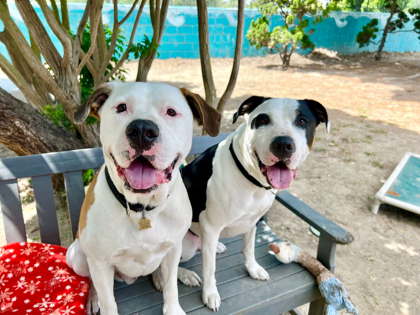 Bronson and Hardy