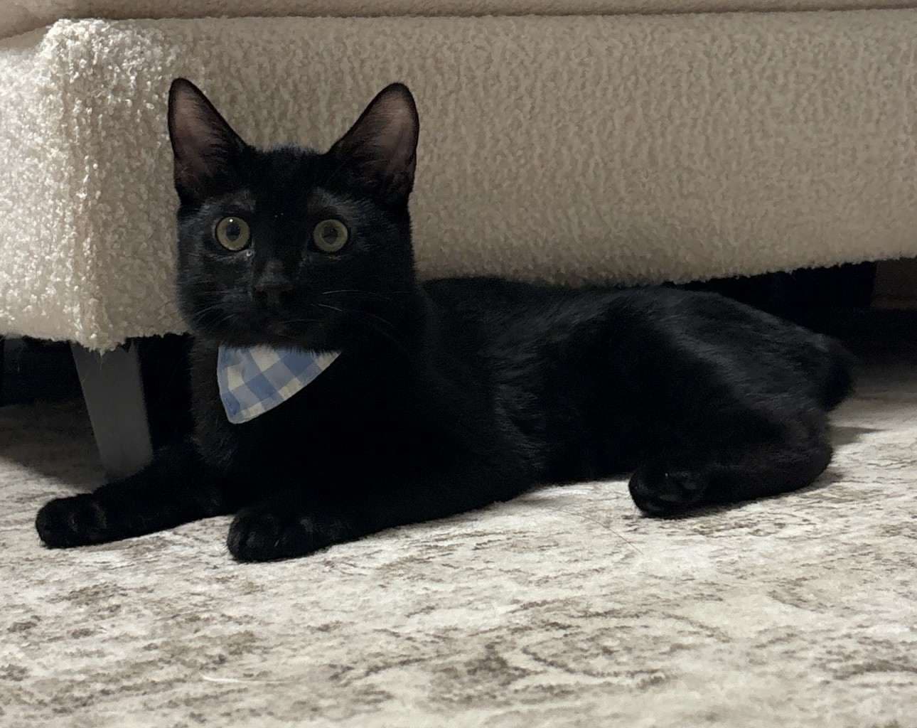 Kitten Macho