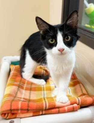 Kitten Harriet