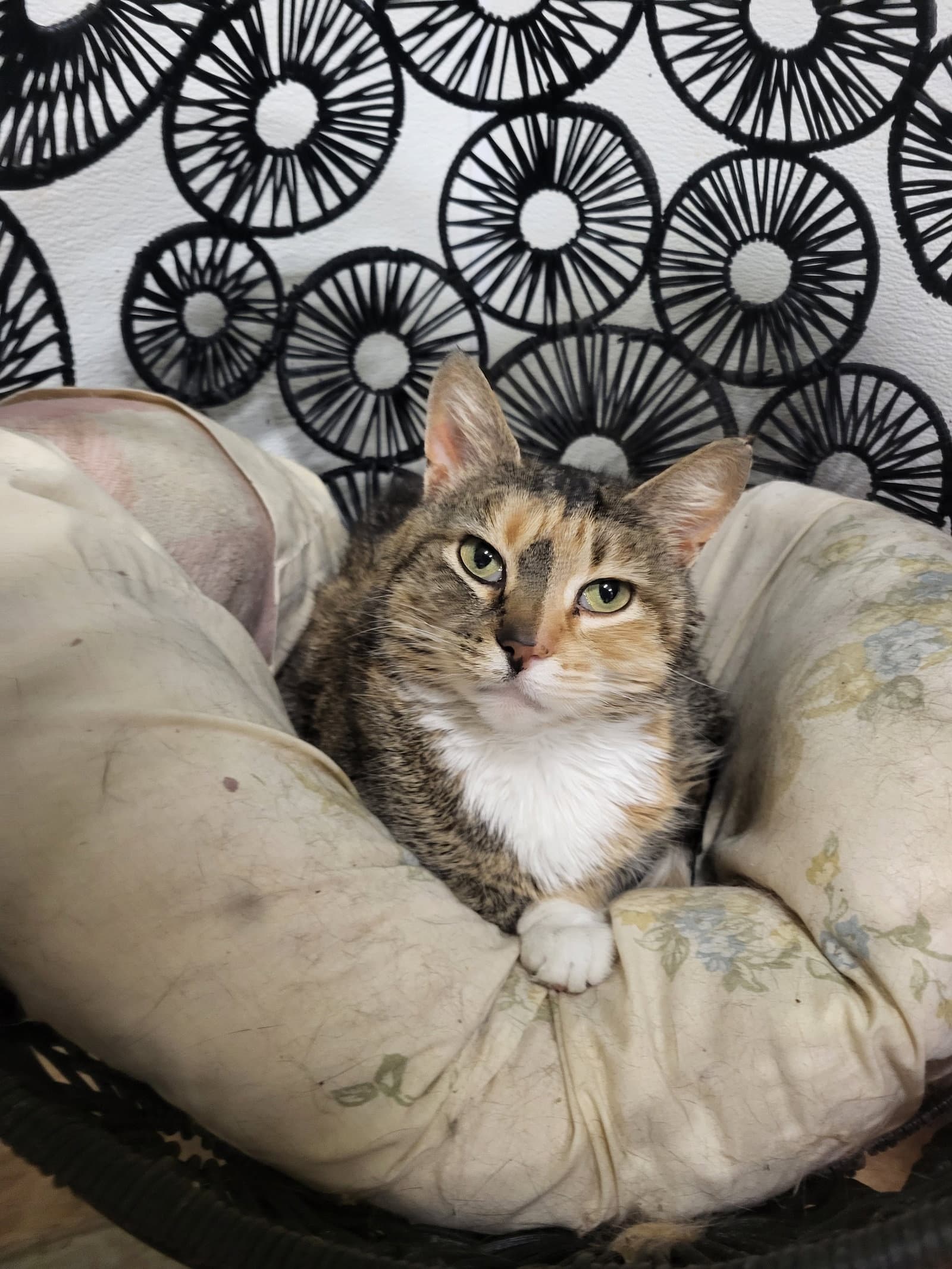 Pepper