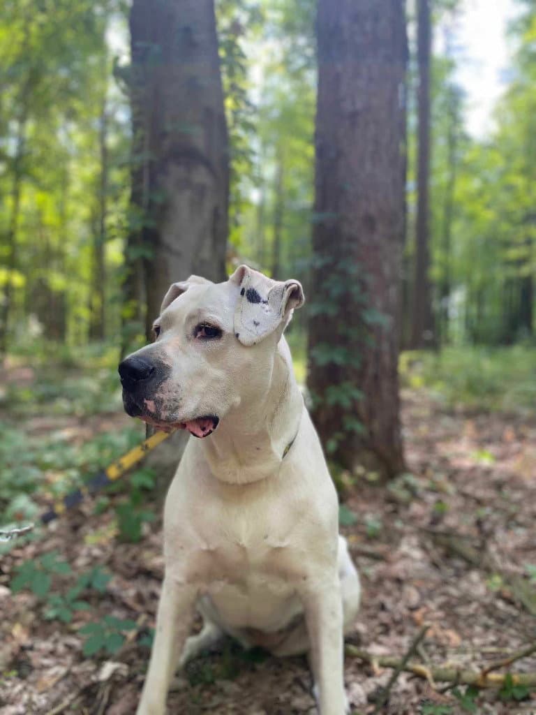Bea