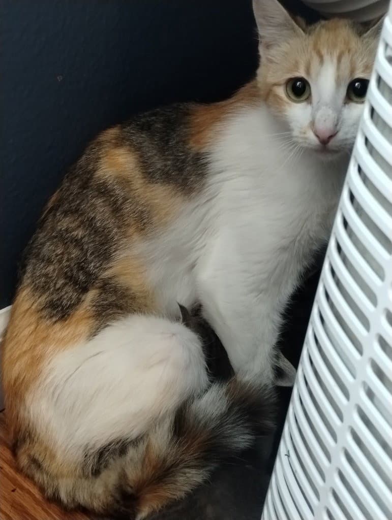 Freedom (Semi Feral Barn Cat)