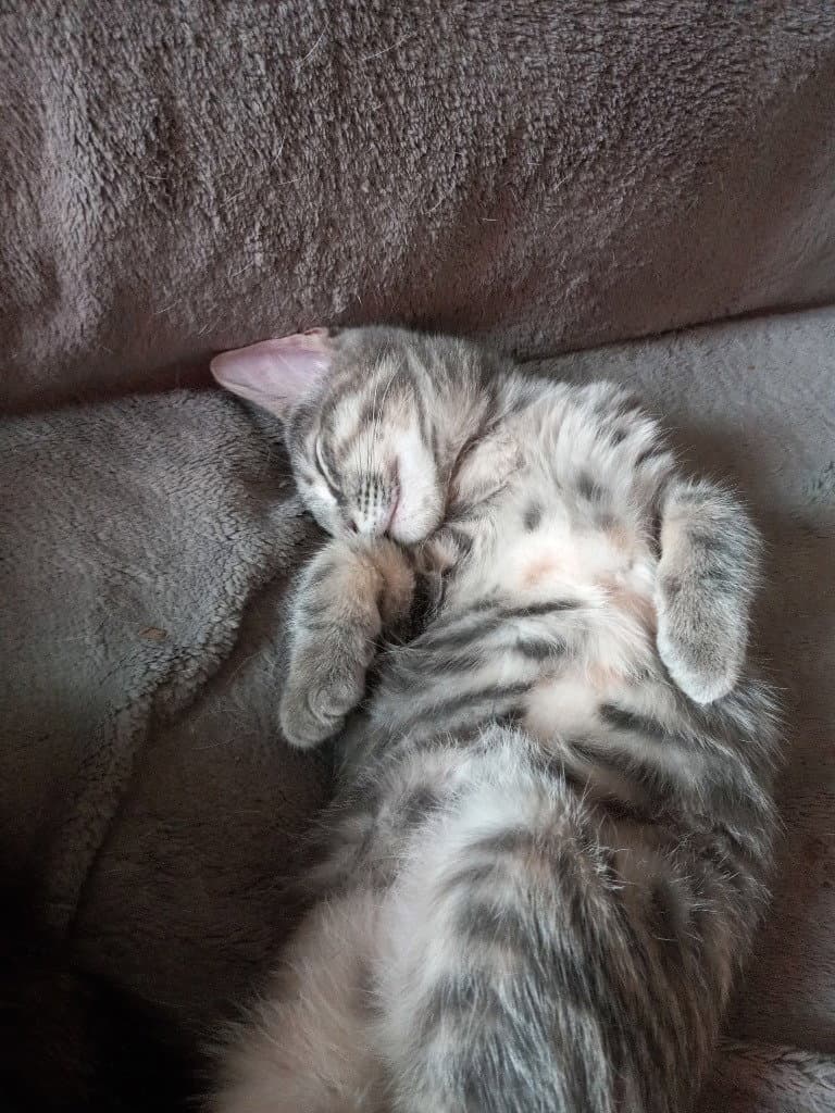 Scout