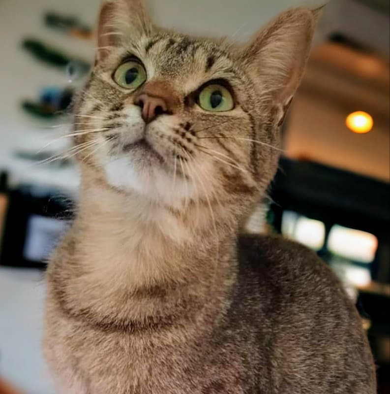 Brandy
Sponsored Adoption Fee!