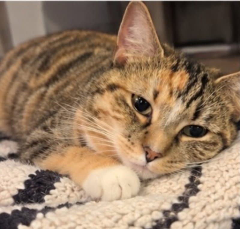 Honey ( Bobtail)