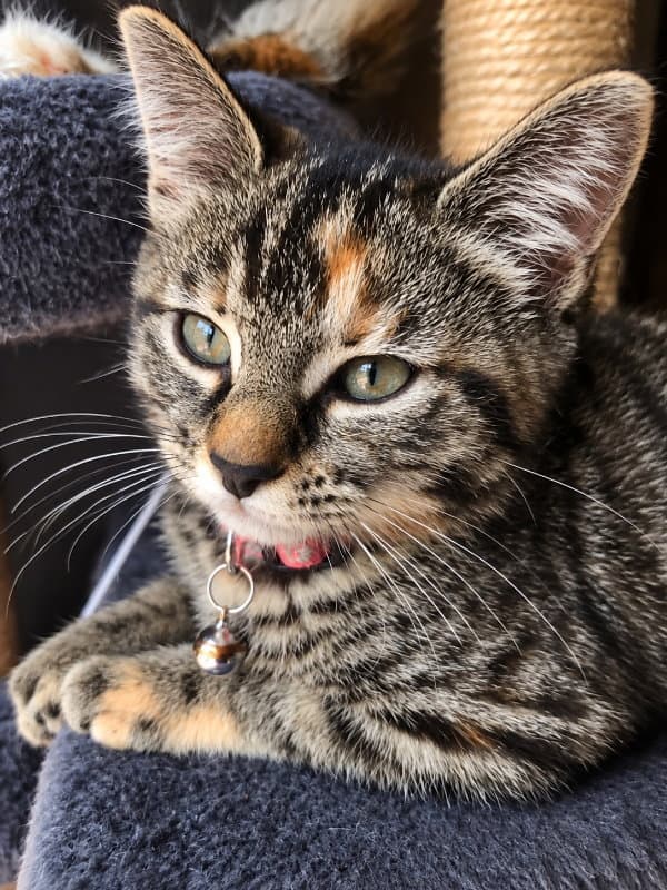 Miss Elsa