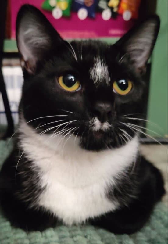 Tuxee Bear