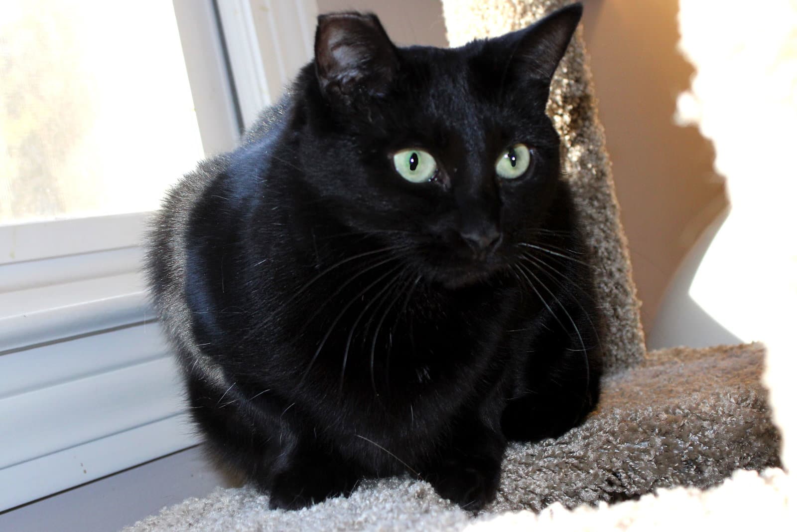 Cole (Coal)