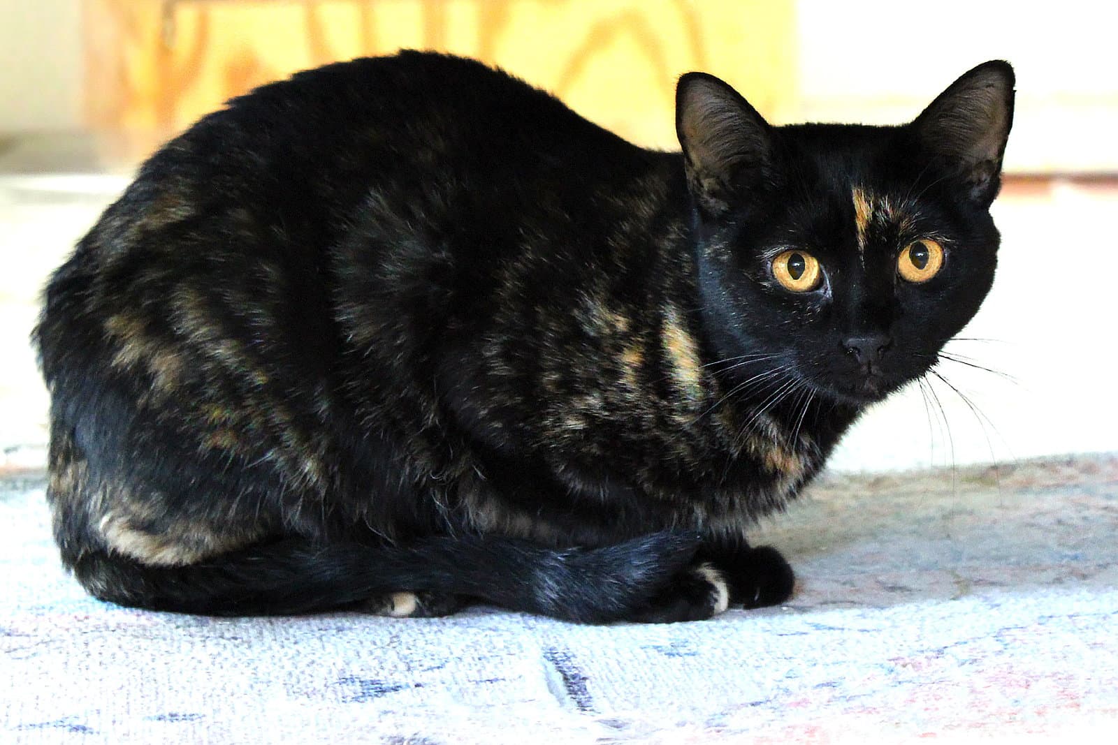 Mindi