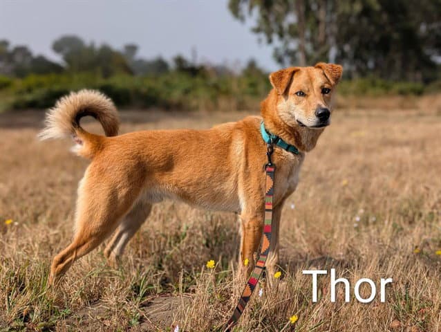 Thor