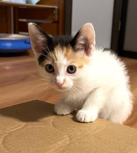 Meringue*
