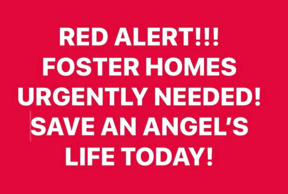 Foster Homes Needed