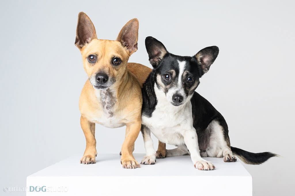 Bonded Pair - Ryver & Ryder