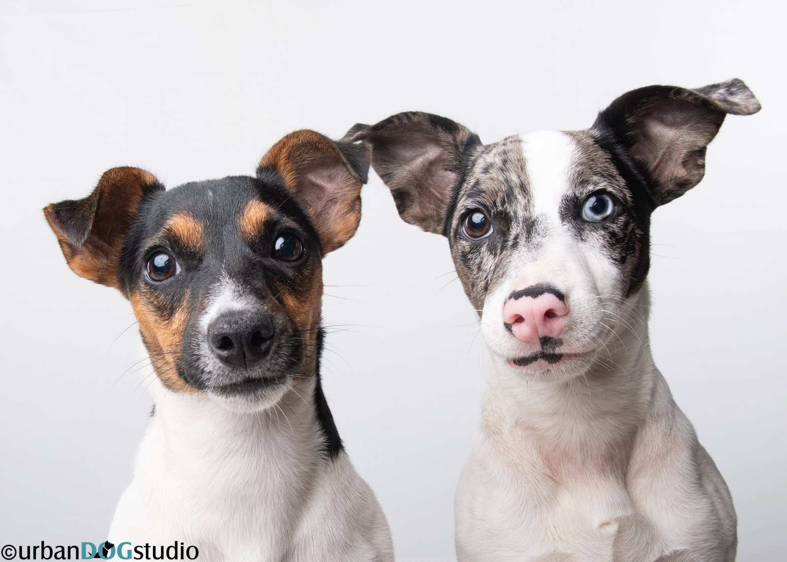 Bonded pair - Peach & Sprout