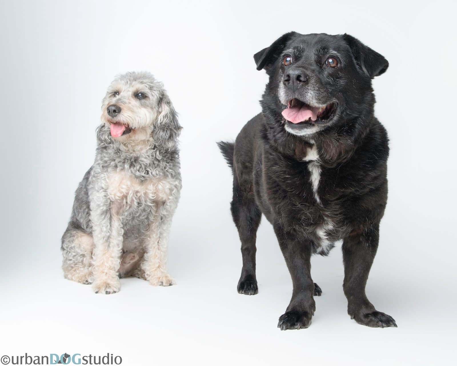 Bonded Pair - Cooper & Artie