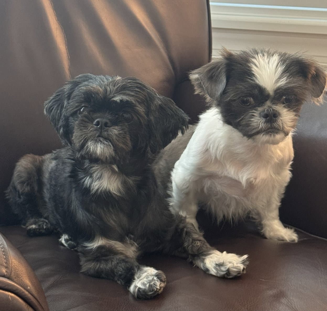 Bonded Pair - Violet & Fiona