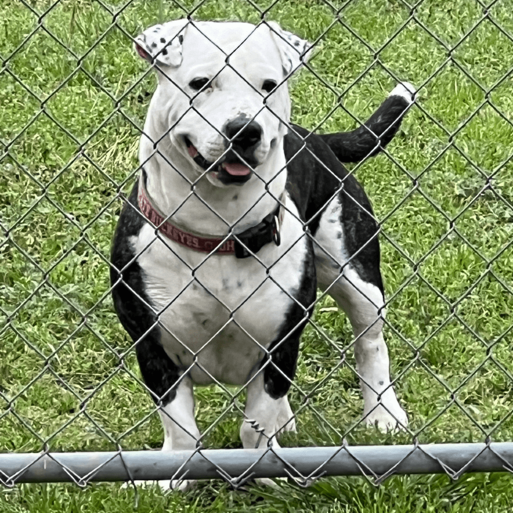Axel