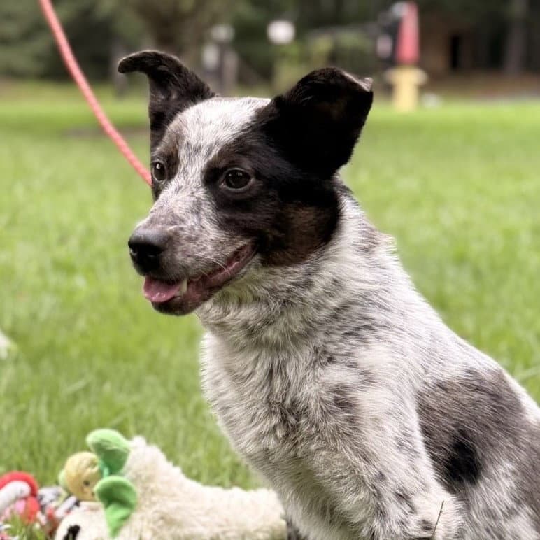 Pepper
