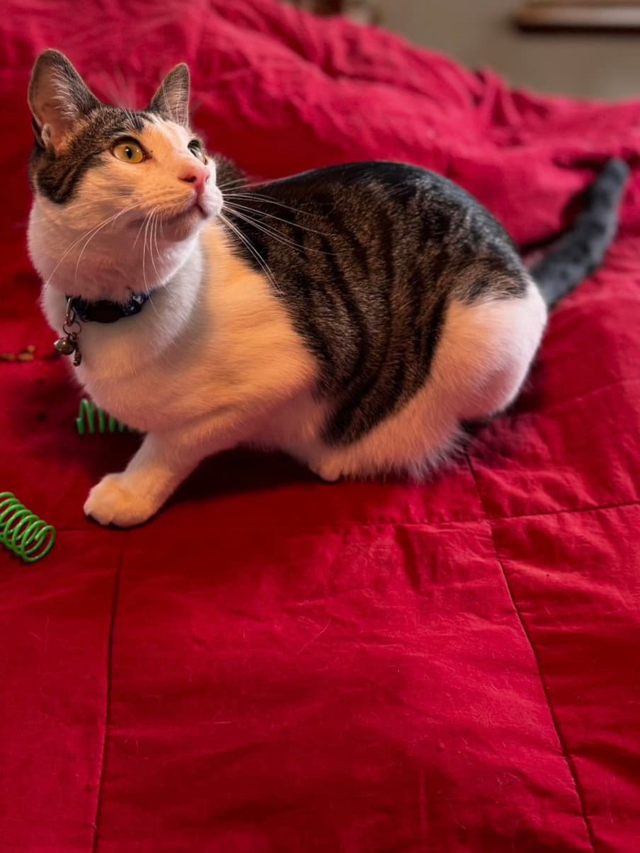 Kelly Cat