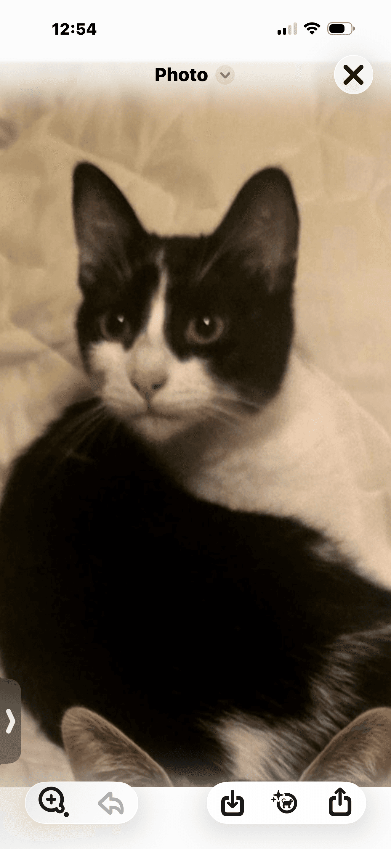 Dottie