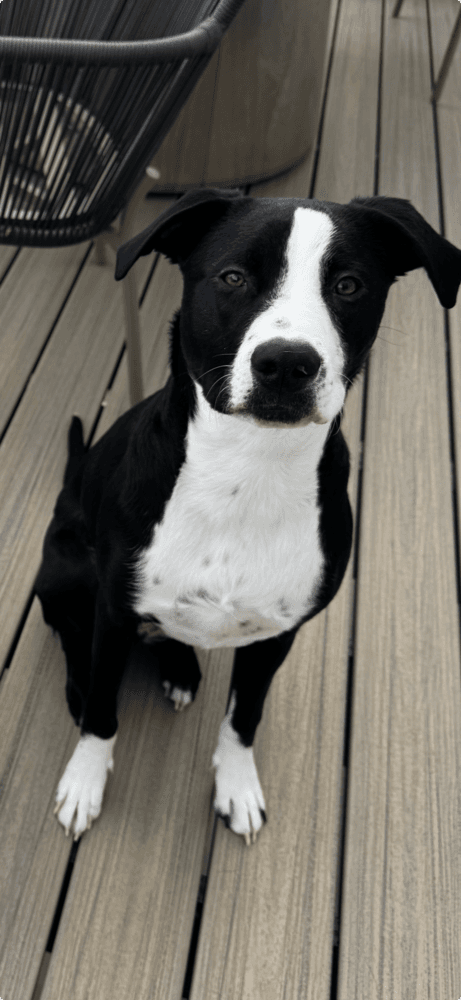 Reggie - Courtesy Listing