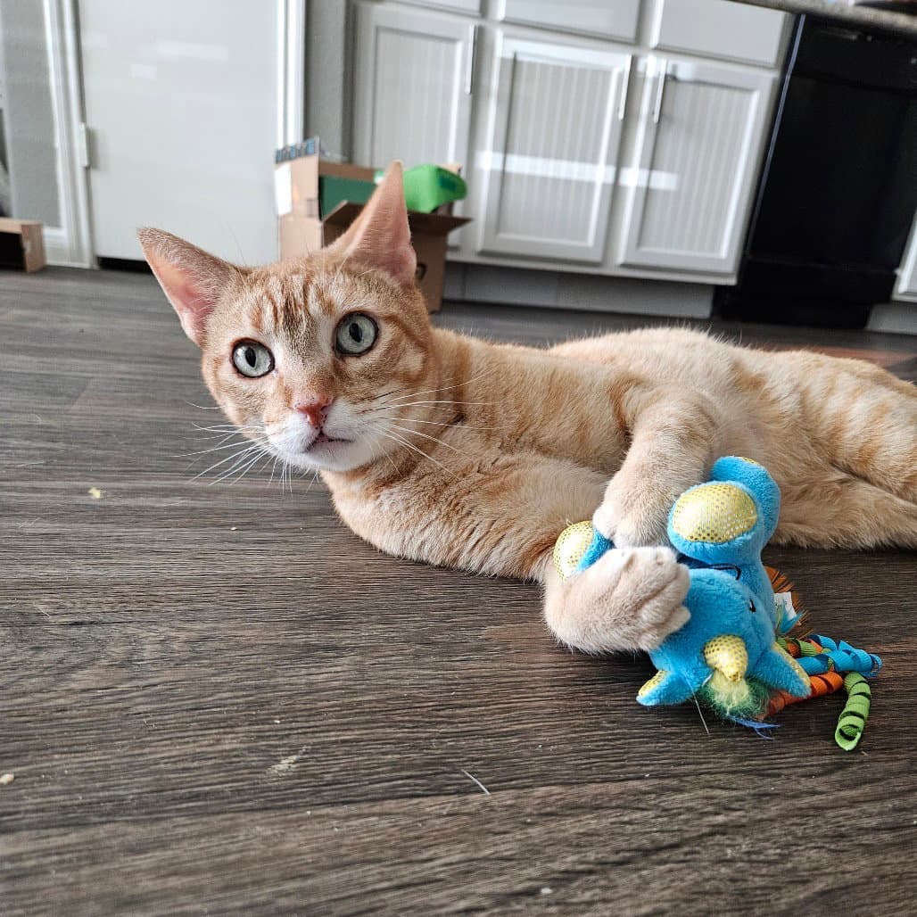 Cuddlebug