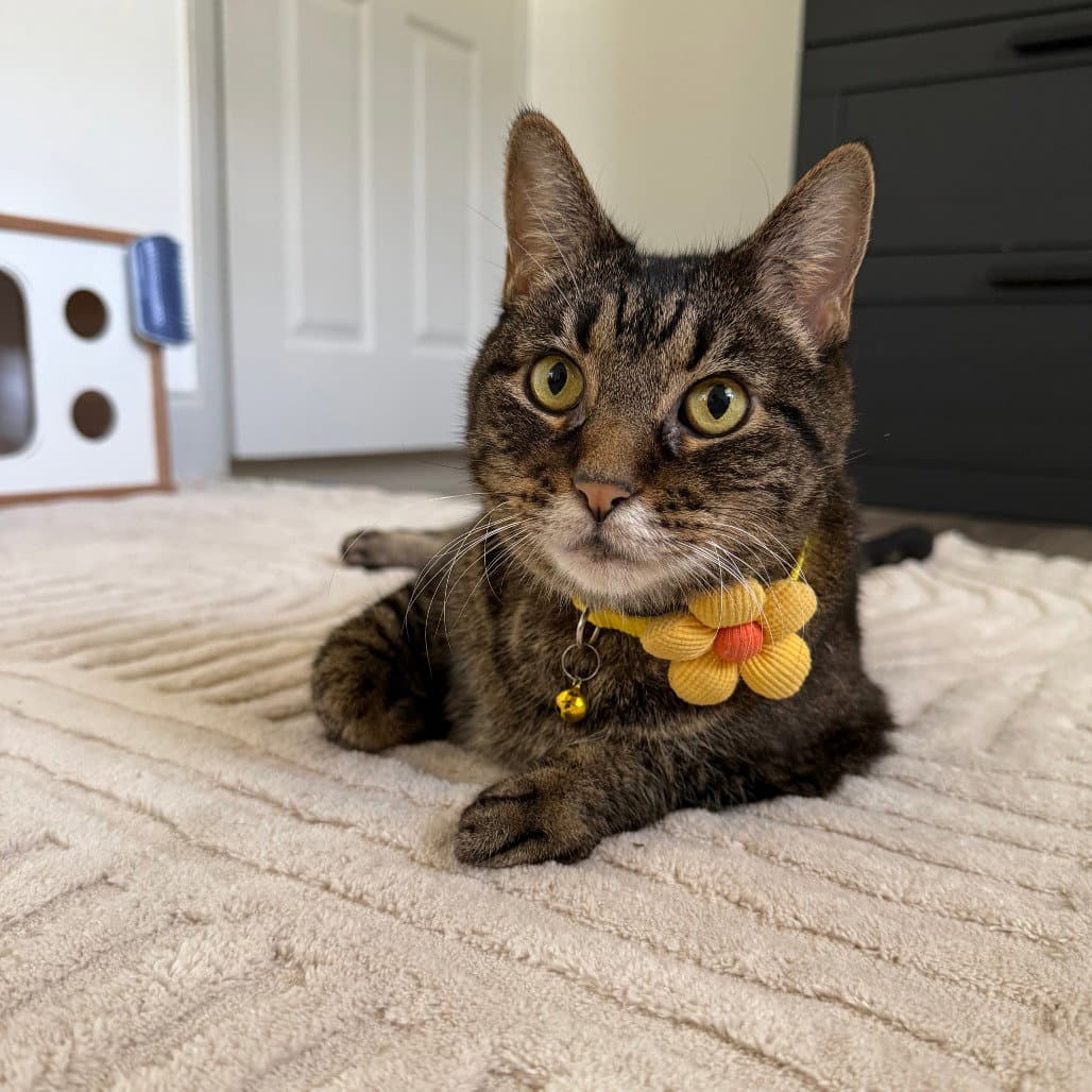 Suki