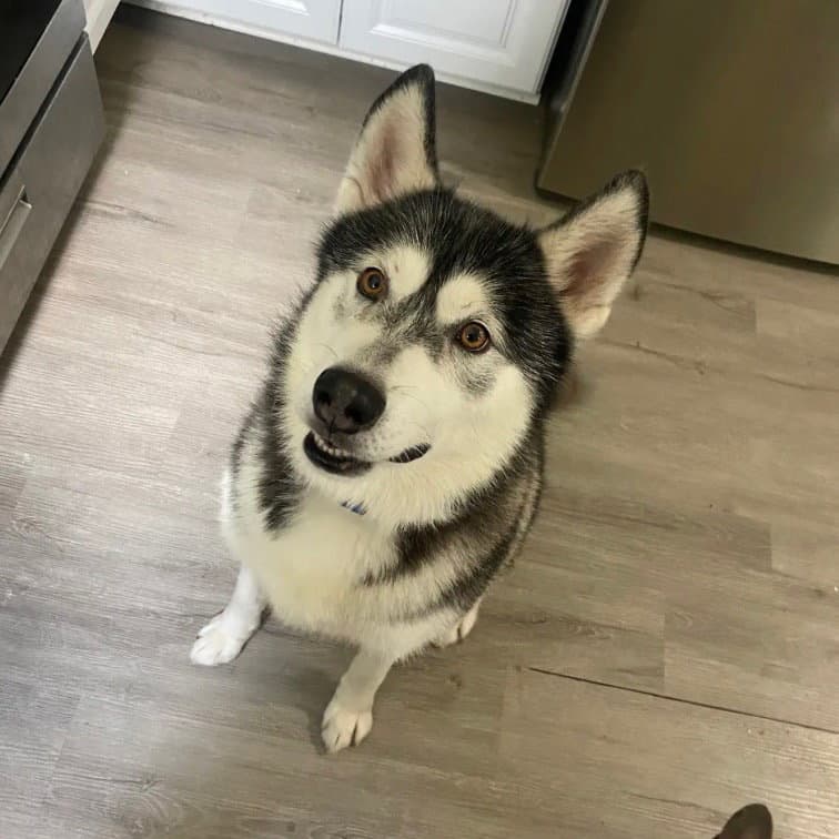 Sammie