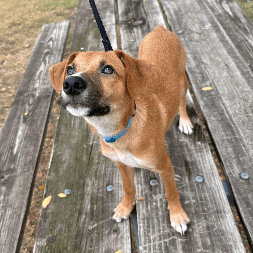 Gus