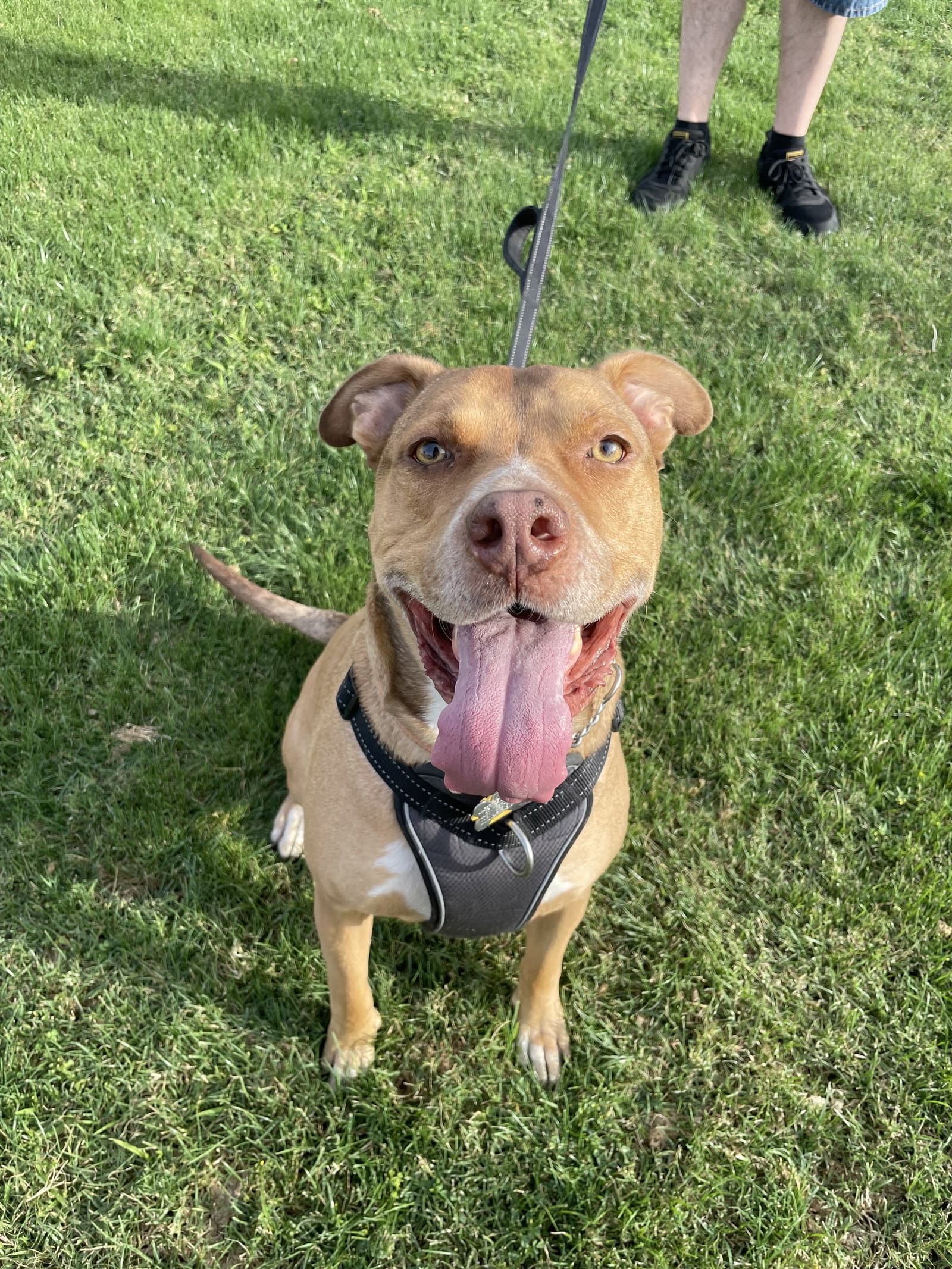 Rocko