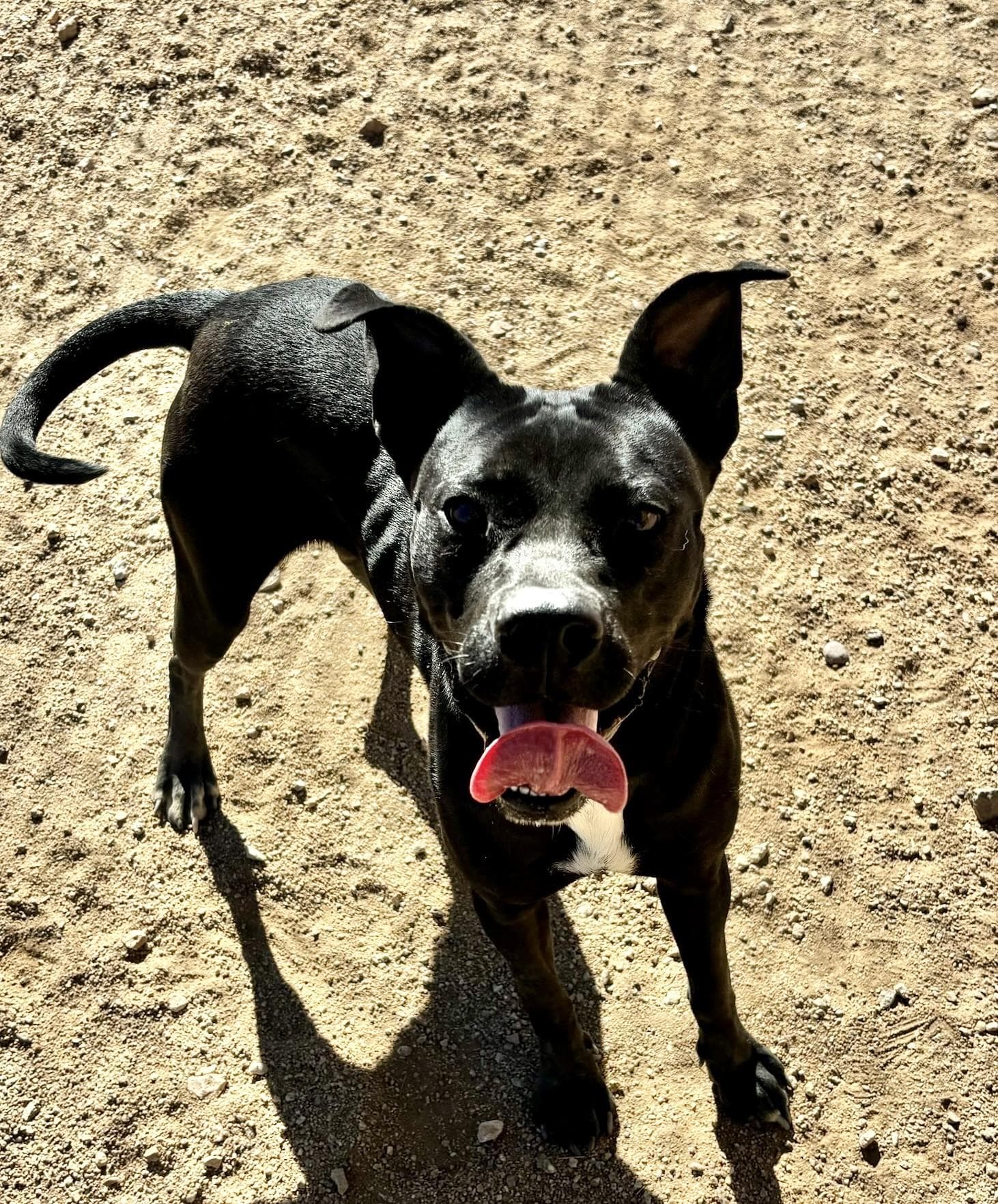 Kahlua #3