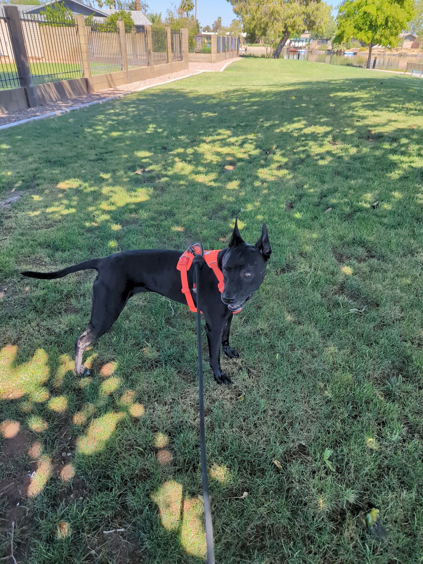 Nala #13