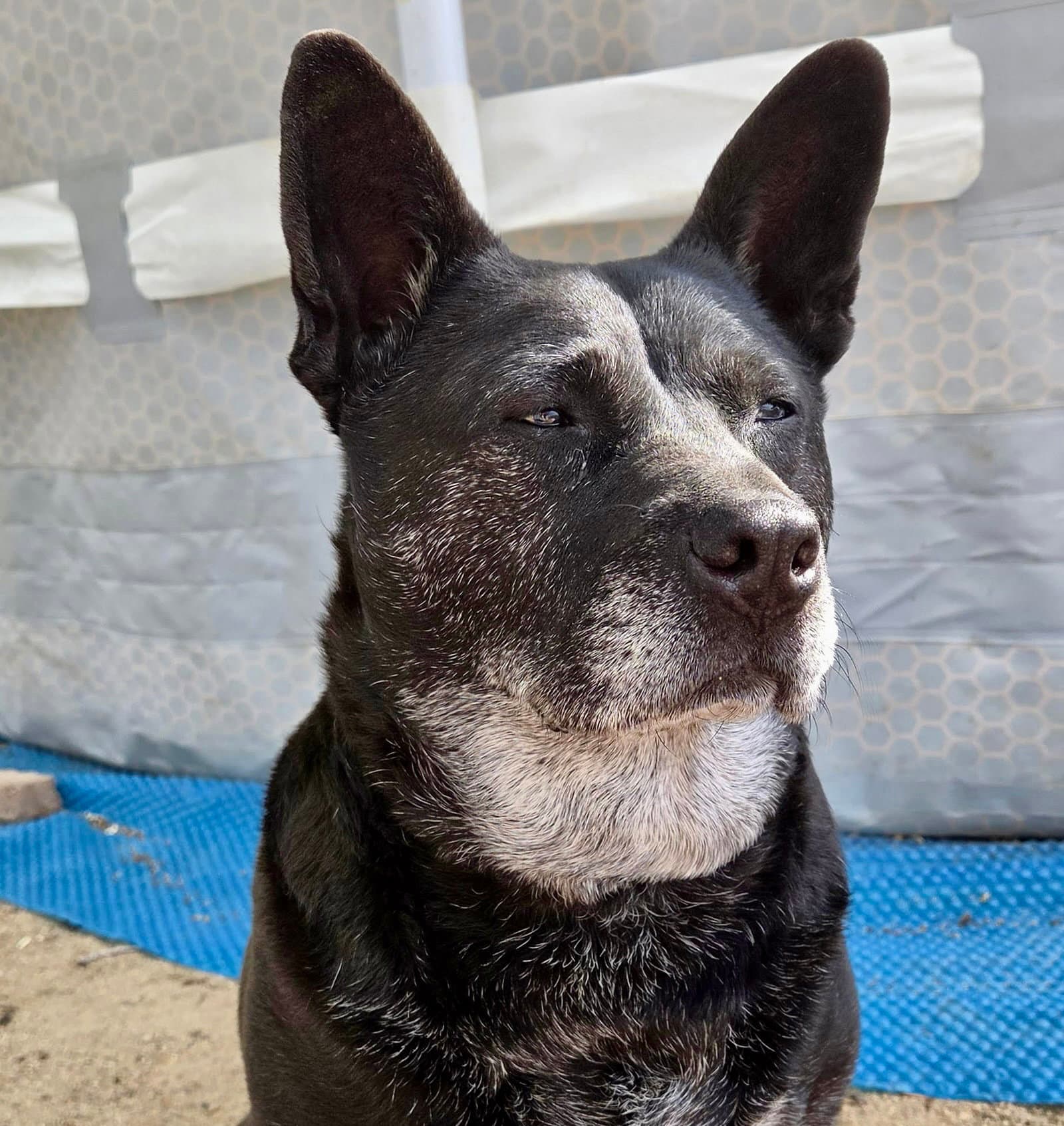 Liv Sponsored Adoption Fee