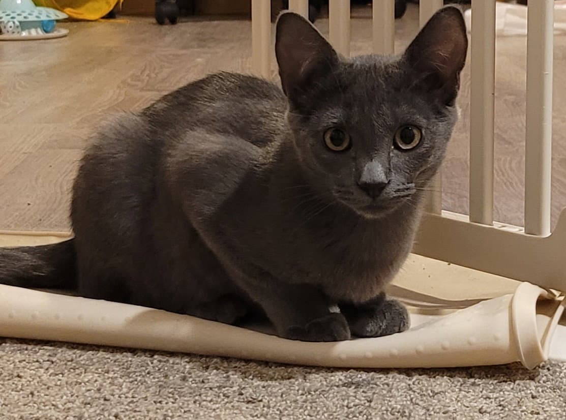 Fig