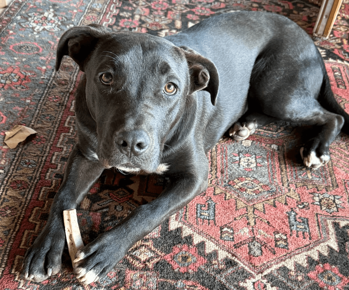 Scout courtesy listing