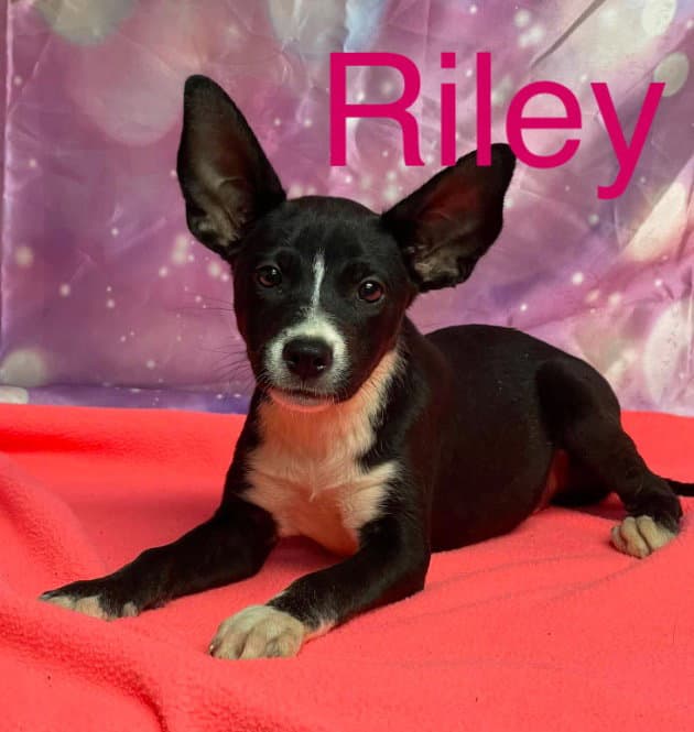 Riley