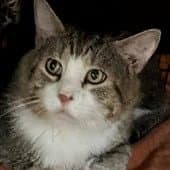 Felix