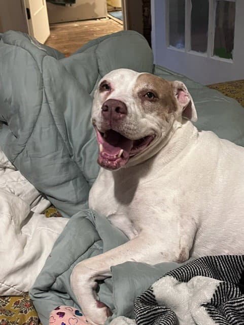 Dottie *adoption fee waived*