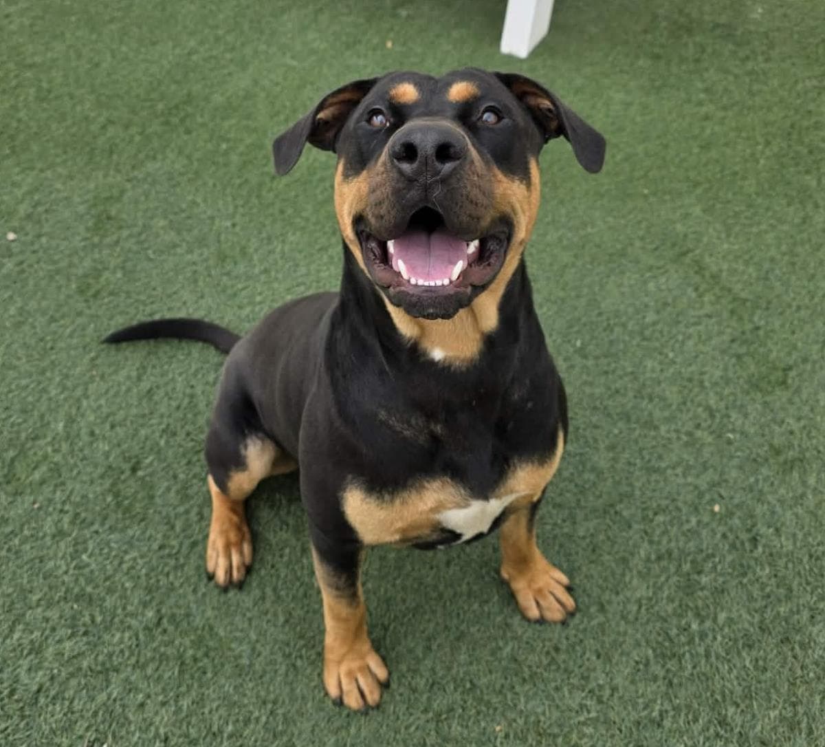 Wally-$75 Adoption Fee! Diamond Dog!